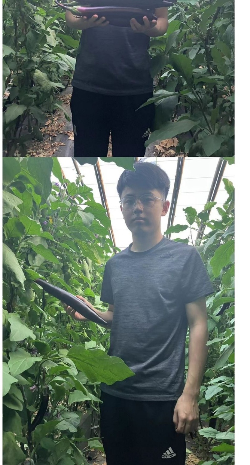 嫁接茄子苗/直根茄子苗/大龙长茄/圆茄/线茄/杭茄/绿茄