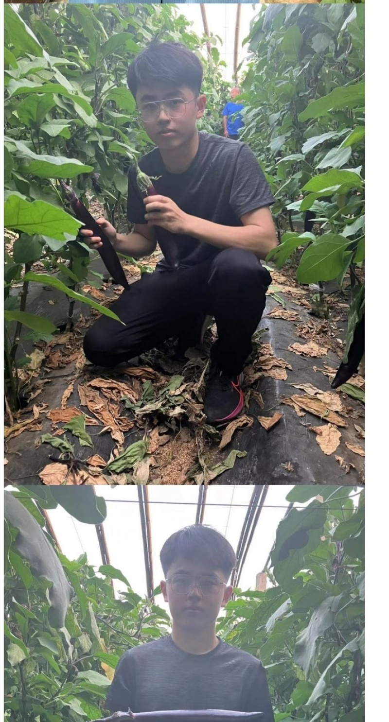 嫁接茄子苗/直根茄子苗/大龙长茄/圆茄/线茄/杭茄/绿茄