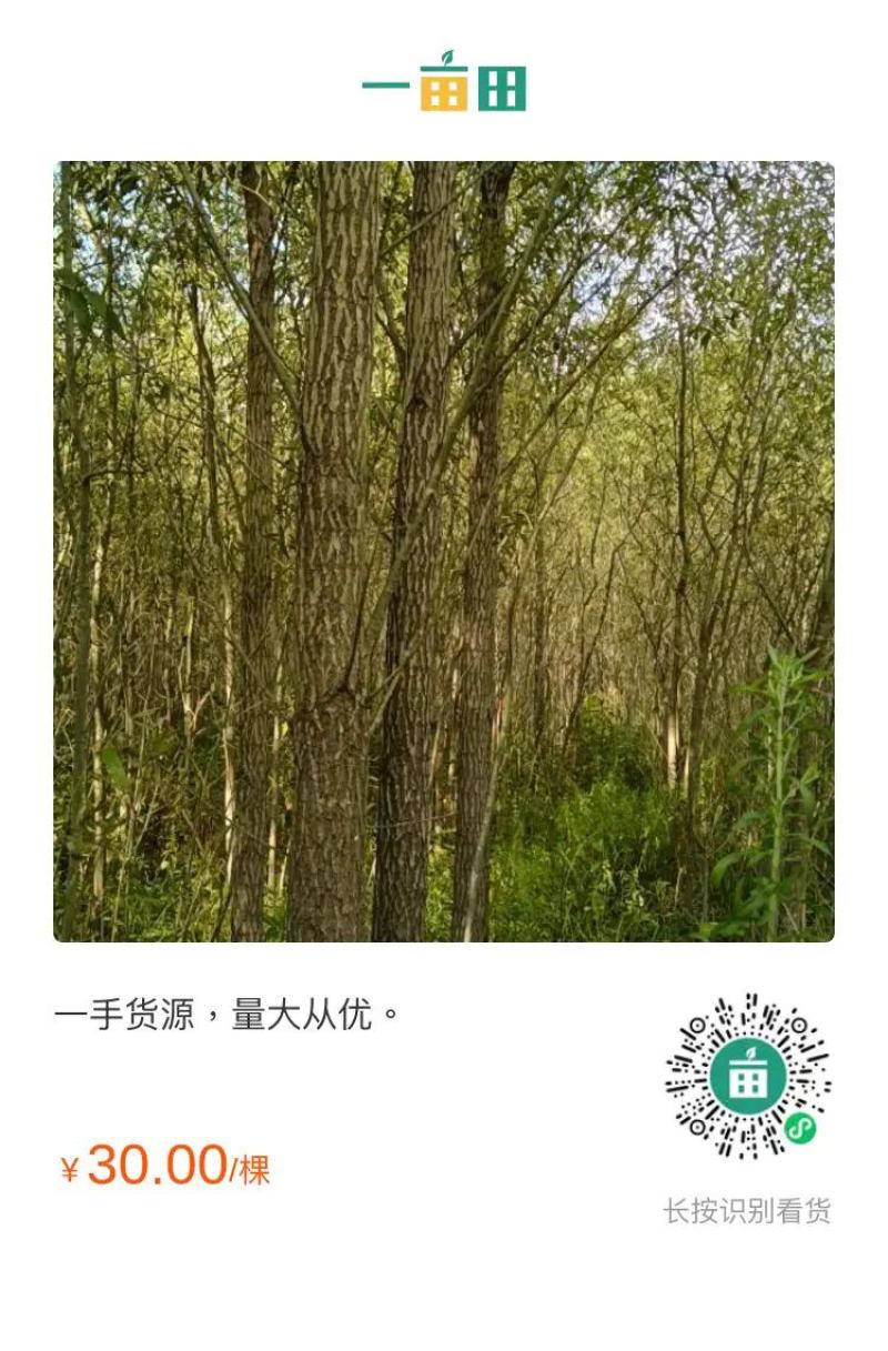 竹柳一手货源，量大从优欢迎订购。