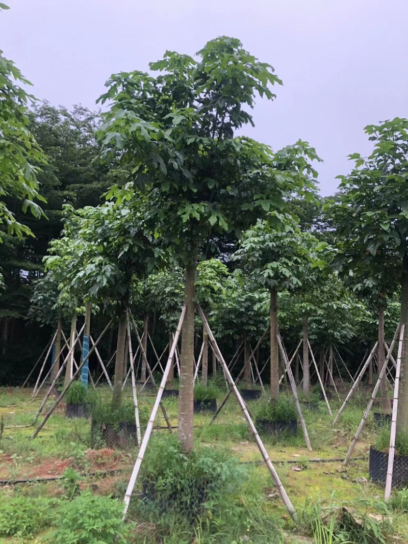 5-25公分本地火焰木树苗，光棍-骨架-全冠，大量供应！
