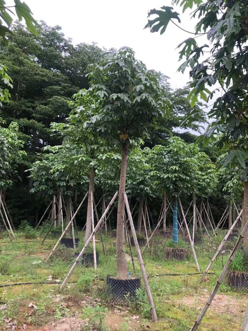 5-25公分本地火焰木树苗，光棍-骨架-全冠，大量供应！