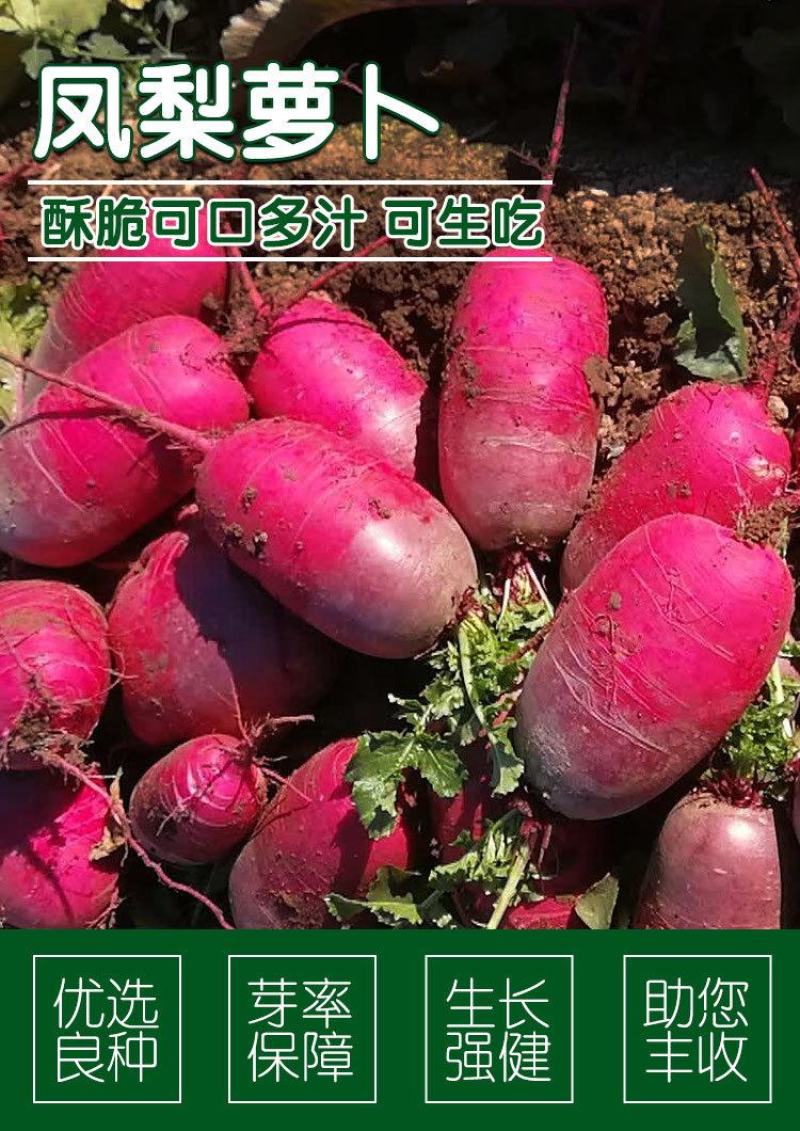 进口杂交凤梨水果萝卜种子，100粒