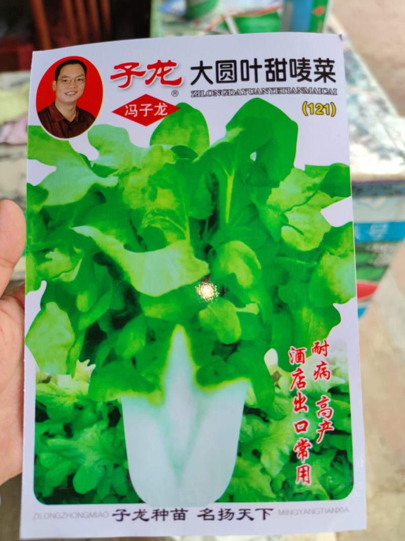 大圆叶苦麦菜种子