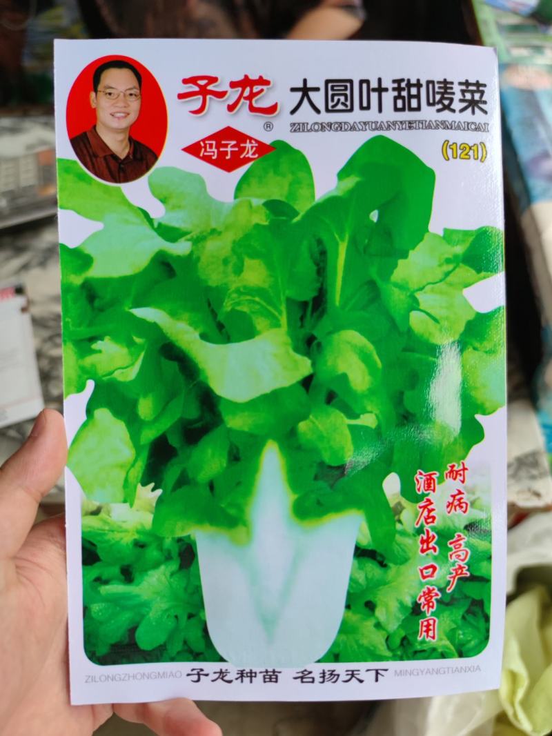 大圆叶苦麦菜种子