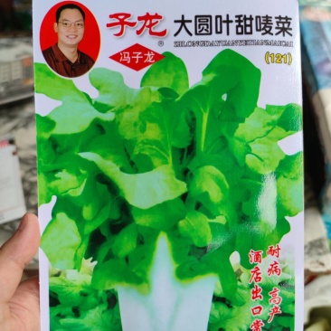 大圆叶苦麦菜种子