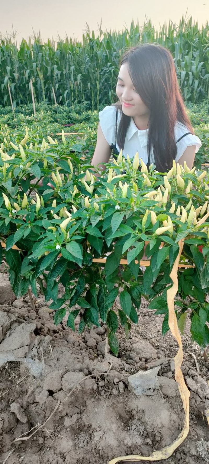泡椒