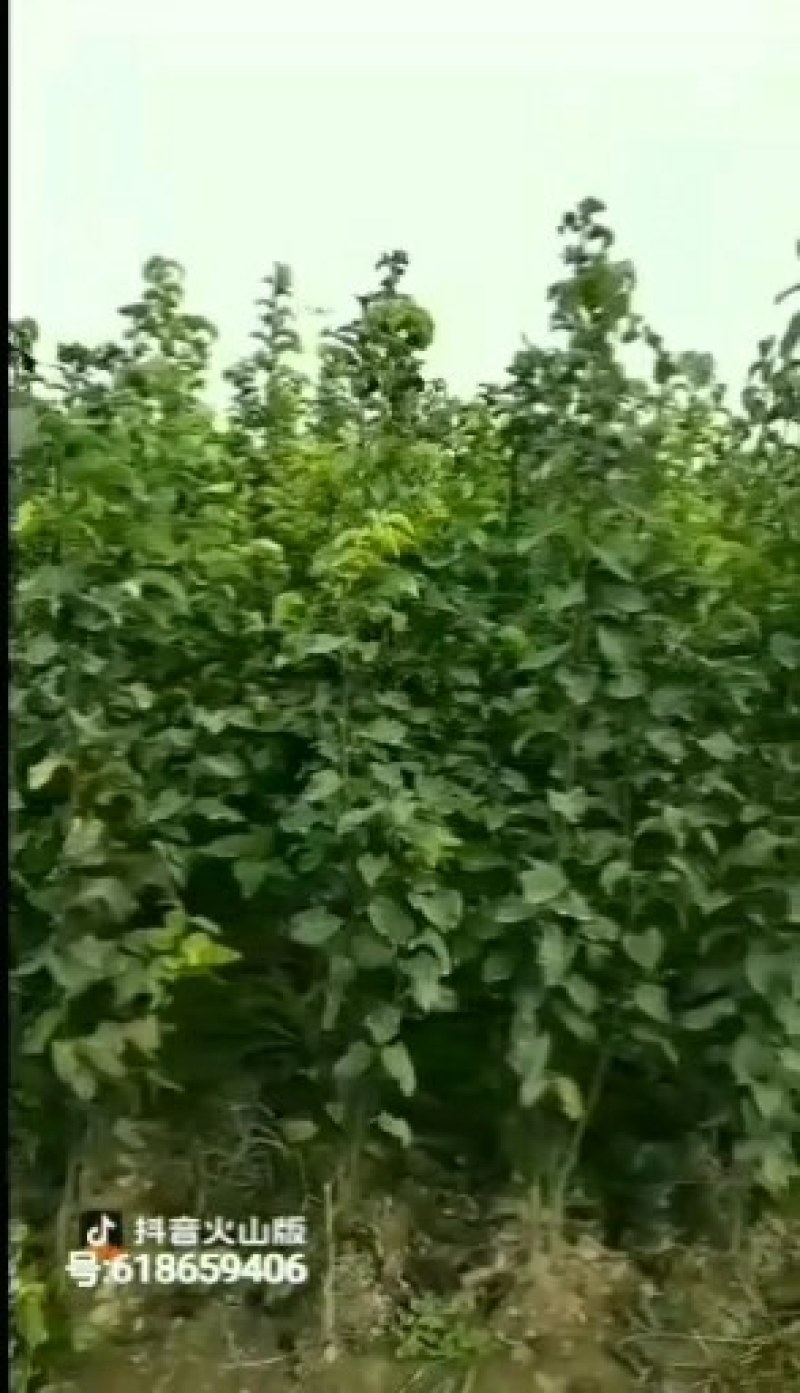 0.8以上的梨树苗