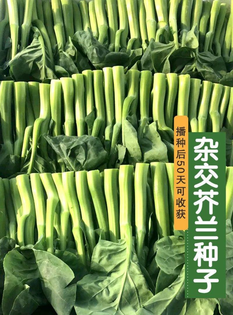 杂交芥兰种子，100克