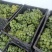 巨峰无核加工果，大量上市中，欢迎老板联系收购