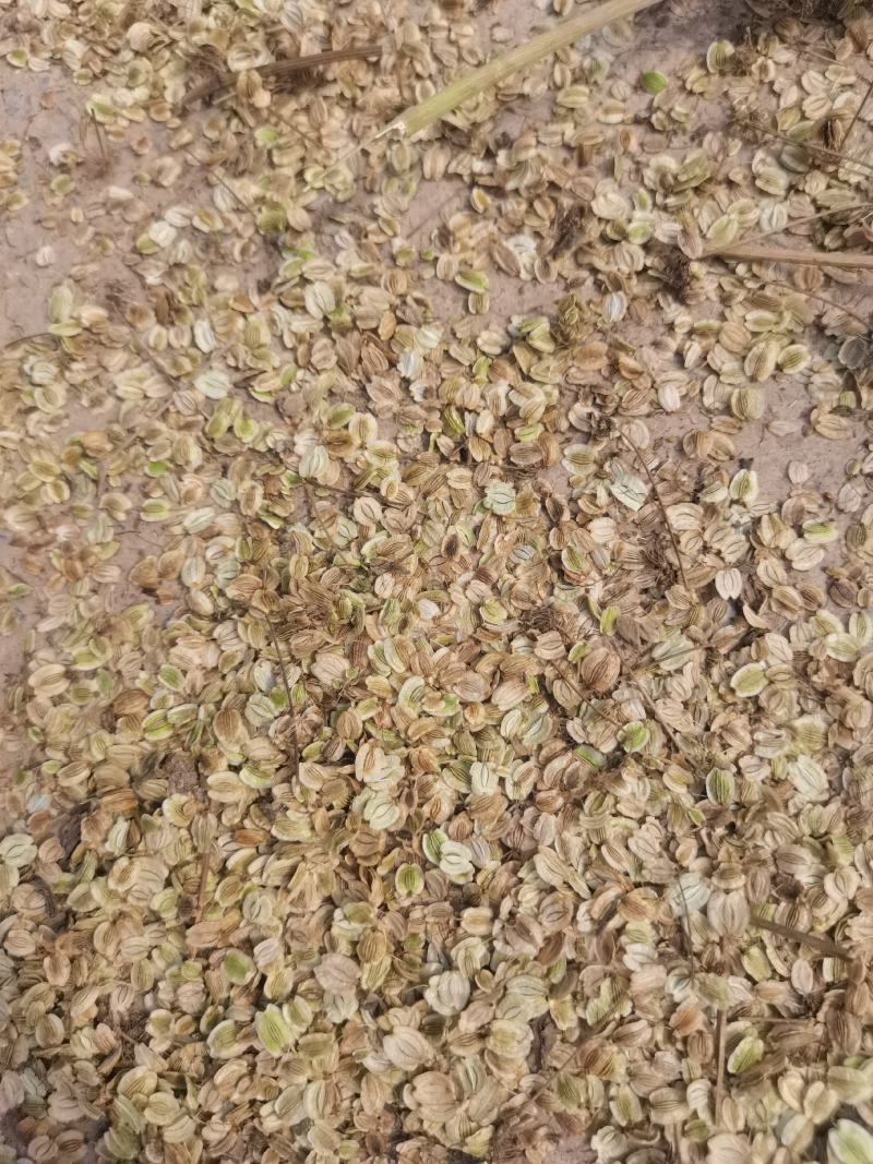 白芷籽，纯新二年生移栽白芷籽，质量纯正，分批采收颗粒饱满