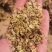 白芷籽，纯新二年生移栽白芷籽，质量纯正，分批采收颗粒饱满