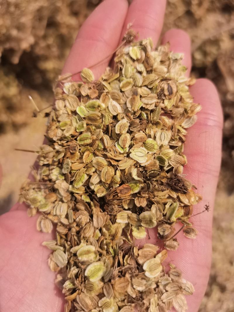 白芷籽，纯新二年生移栽白芷籽，质量纯正，分批采收颗粒饱满