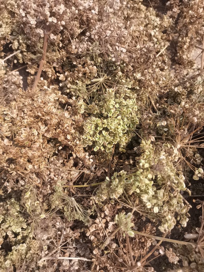 白芷籽，纯新二年生移栽白芷籽，质量纯正，分批采收颗粒饱满