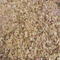 白芷籽，纯新二年生移栽白芷籽，质量纯正