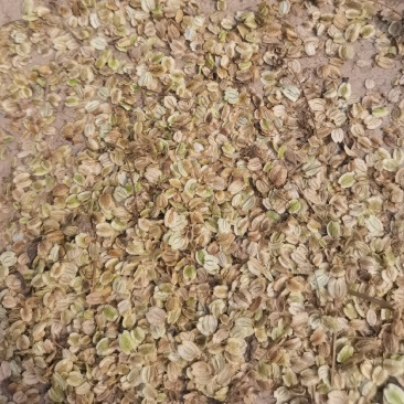 白芷籽，纯新二年生移栽白芷籽，质量纯正，分批采收颗粒饱满