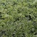 白芷籽，纯新二年生移栽白芷籽，质量纯正，分批采收颗粒饱满