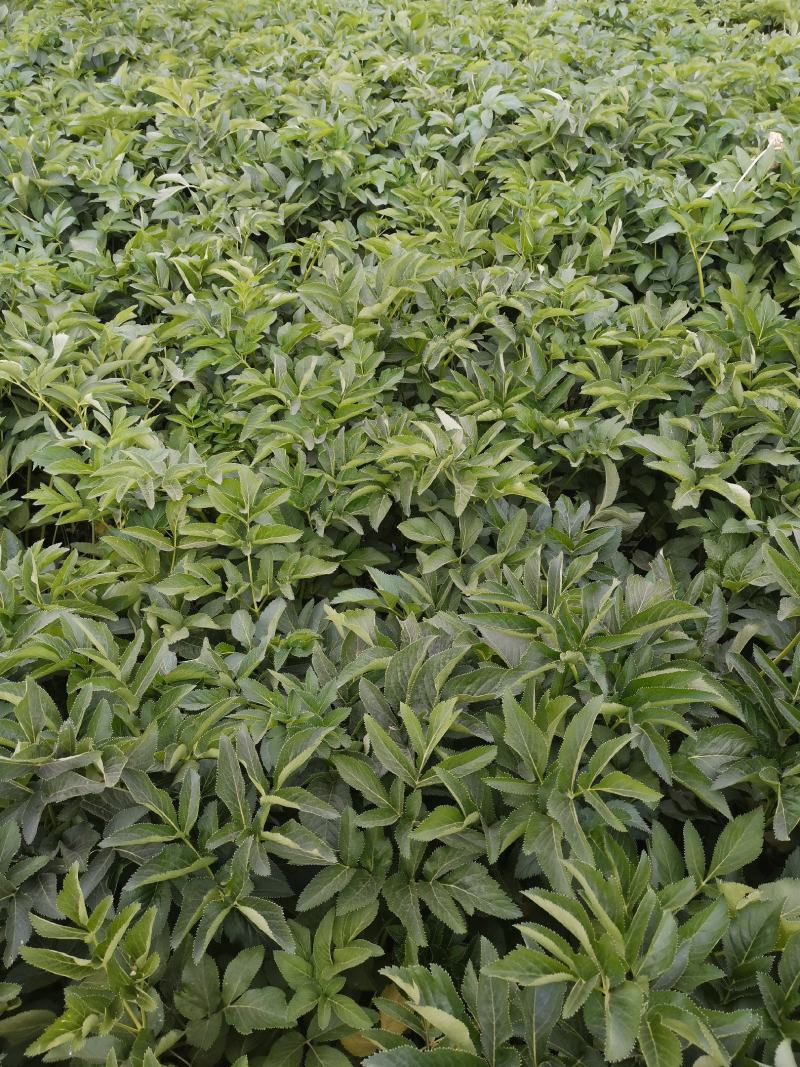 白芷籽，纯新二年生移栽白芷籽，质量纯正，分批采收颗粒饱满