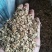白芷籽，纯新二年生移栽白芷籽，质量纯正，分批采收颗粒饱满