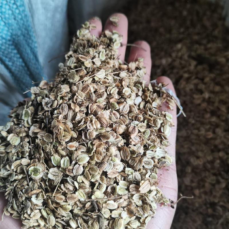 白芷籽，纯新二年生移栽白芷籽，质量纯正，分批采收颗粒饱满