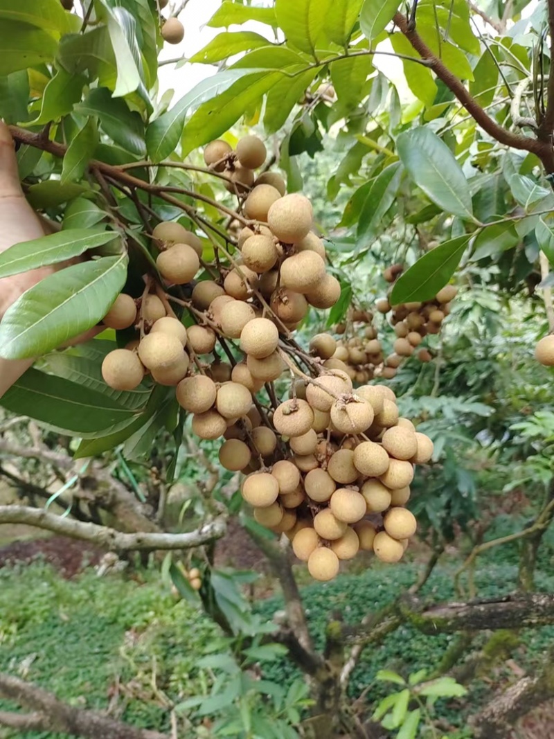 石硖龙眼