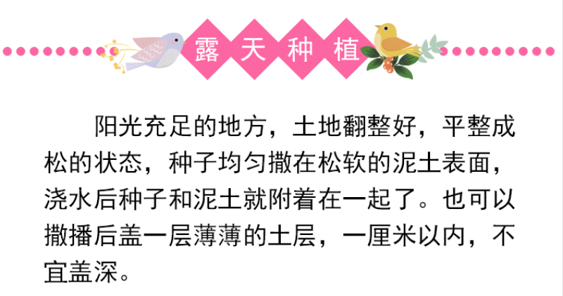 芙蓉葵种子新采大花秋葵种子草芙蓉四季种植耐寒耐阴多年生