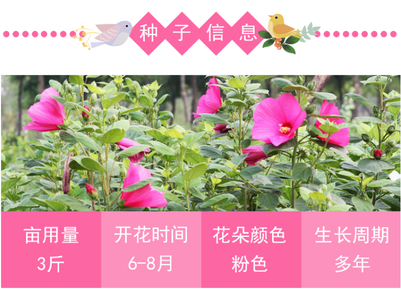 芙蓉葵种子新采大花秋葵种子草芙蓉四季种植耐寒耐阴多年生