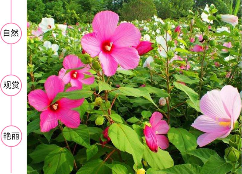 芙蓉葵种子新采大花秋葵种子草芙蓉四季种植耐寒耐阴多年生