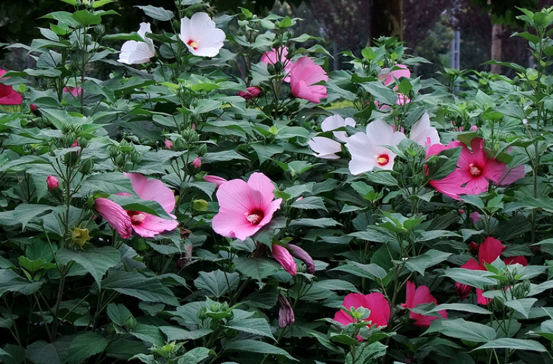 芙蓉葵种子新采大花秋葵种子草芙蓉四季种植耐寒耐阴多年生