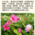 芙蓉葵种子新采大花秋葵种子草芙蓉四季种植耐寒耐阴多年生