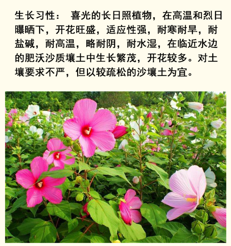 芙蓉葵种子新采大花秋葵种子草芙蓉四季种植耐寒耐阴多年生
