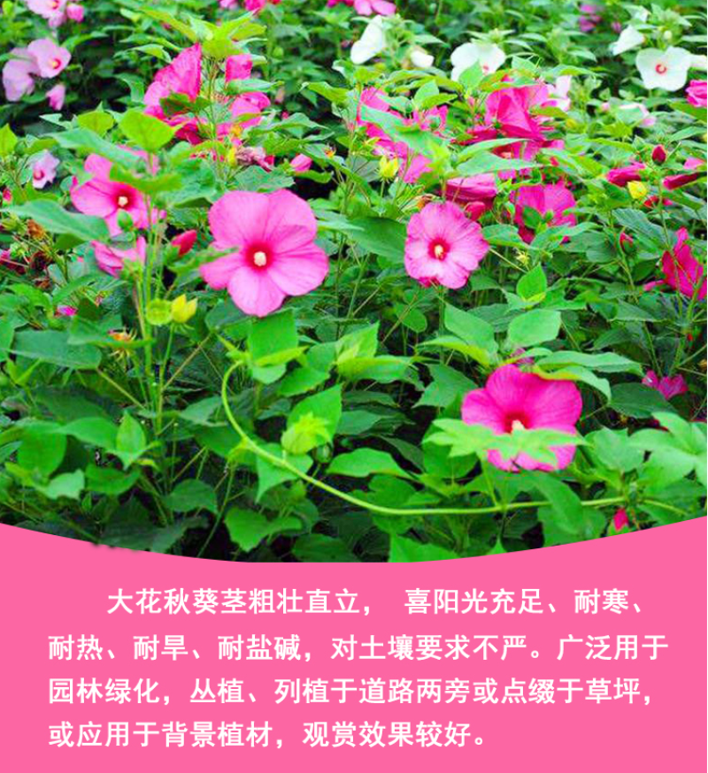 芙蓉葵种子新采大花秋葵种子草芙蓉四季种植耐寒耐阴多年生