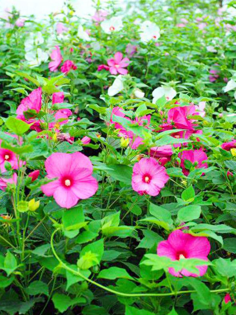 芙蓉葵种子新采大花秋葵种子草芙蓉四季种植耐寒耐阴多年生