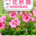 芙蓉葵种子新采大花秋葵种子草芙蓉四季种植耐寒耐阴多年生
