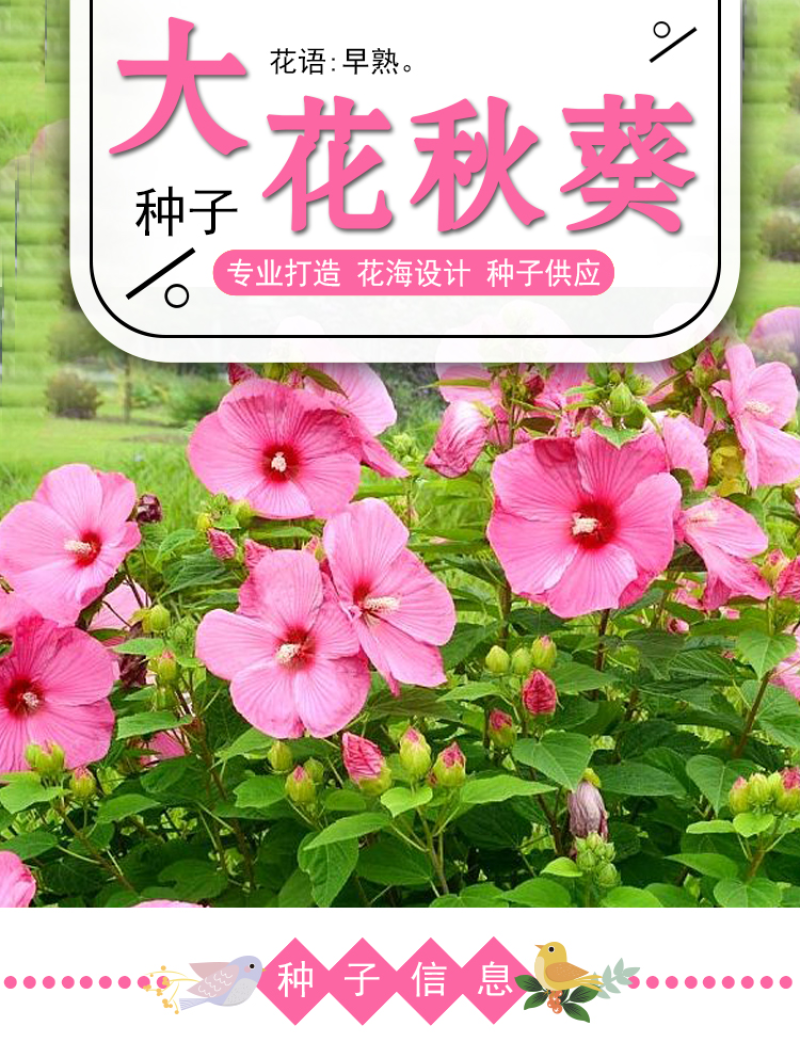 芙蓉葵种子新采大花秋葵种子草芙蓉四季种植耐寒耐阴多年生