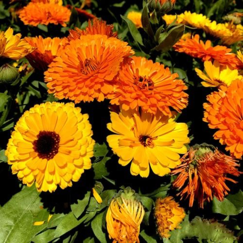 金盏菊种子四季易种活花种子大金盏花种籽长生菊花籽庭院耐寒