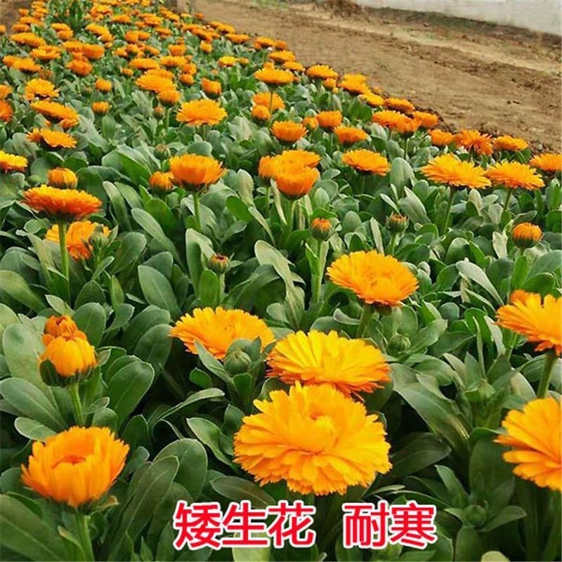 金盏菊种子四季易种活花种子大金盏花种籽长生菊花籽庭院耐寒