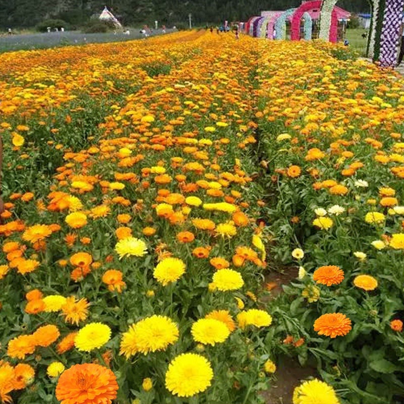 金盏菊种子四季易种活花种子大金盏花种籽长生菊花籽庭院耐寒
