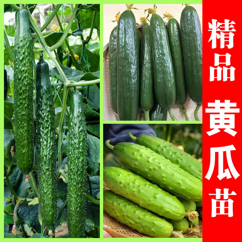 黄瓜苗旱黄瓜苗水果黄瓜苗/蔬菜苗/各种黄瓜苗