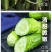 黄瓜苗旱黄瓜苗水果黄瓜苗/蔬菜苗/各种黄瓜苗