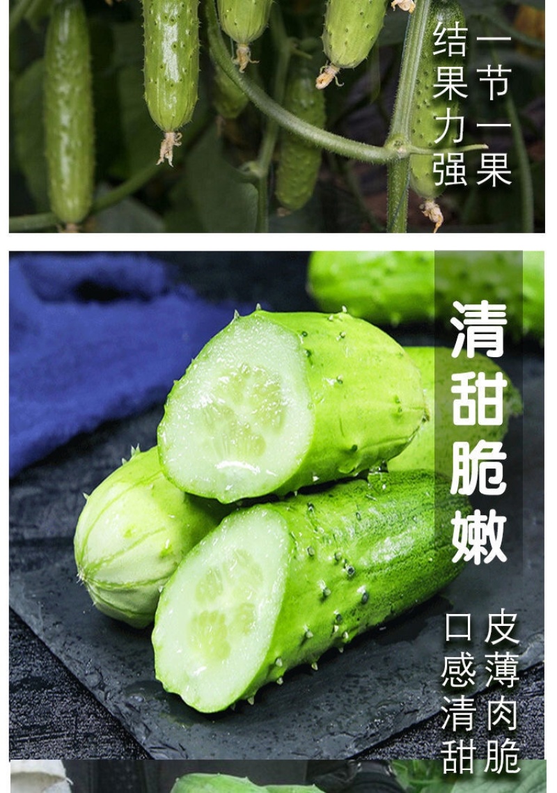 黄瓜苗旱黄瓜苗水果黄瓜苗/蔬菜苗/各种黄瓜苗