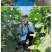 黄瓜苗旱黄瓜苗水果黄瓜苗/蔬菜苗/各种黄瓜苗