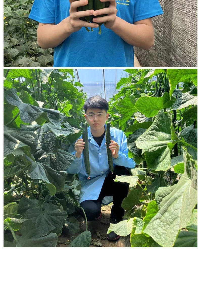 黄瓜苗旱黄瓜苗水果黄瓜苗/蔬菜苗/各种黄瓜苗