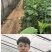 黄瓜苗旱黄瓜苗水果黄瓜苗/蔬菜苗/各种黄瓜苗