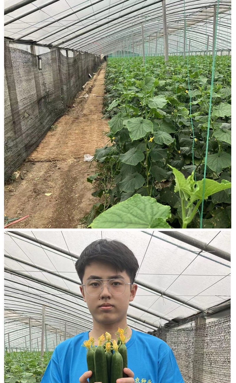 黄瓜苗旱黄瓜苗水果黄瓜苗/蔬菜苗/各种黄瓜苗