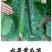 黄瓜苗旱黄瓜苗水果黄瓜苗/蔬菜苗/各种黄瓜苗
