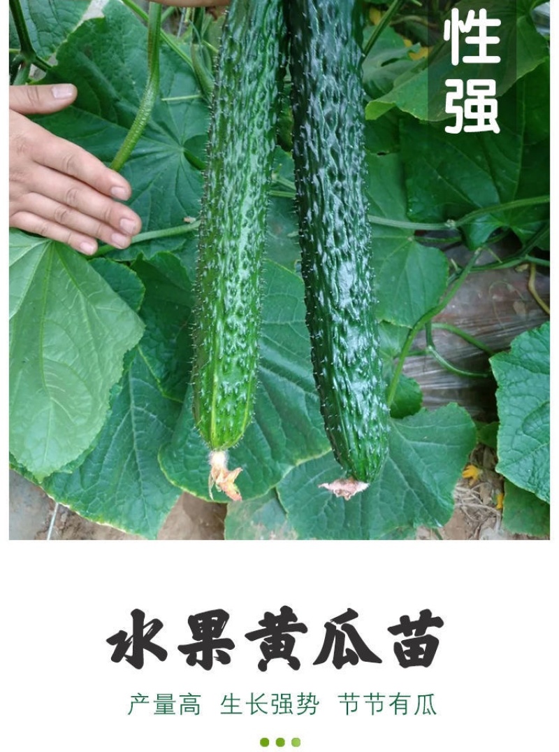 黄瓜苗旱黄瓜苗水果黄瓜苗/蔬菜苗/各种黄瓜苗