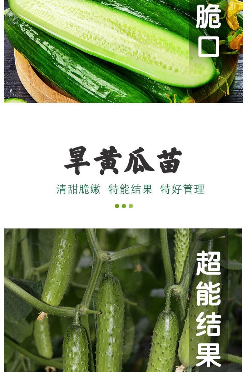 黄瓜苗旱黄瓜苗水果黄瓜苗/蔬菜苗/各种黄瓜苗
