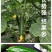 黄瓜苗旱黄瓜苗水果黄瓜苗/蔬菜苗/各种黄瓜苗
