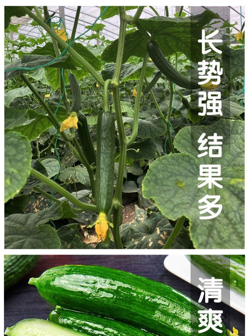 黄瓜苗旱黄瓜苗水果黄瓜苗/蔬菜苗/各种黄瓜苗