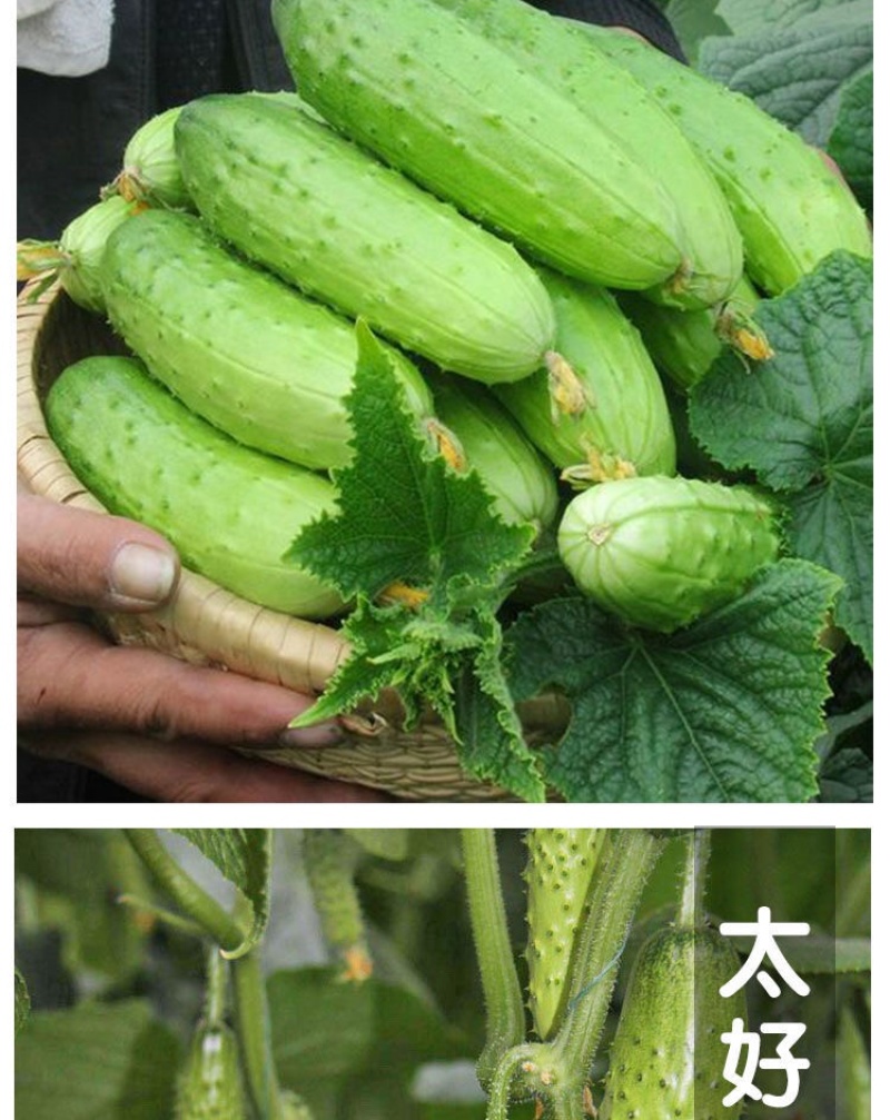 黄瓜苗旱黄瓜苗水果黄瓜苗/蔬菜苗/各种黄瓜苗
